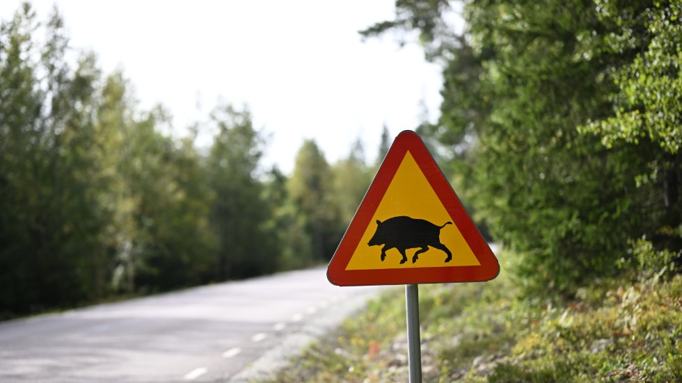 Diskussioner pågår för att jägare som deltar i sökandet efter pestsmittade vildsvin ska kunna få ersättning. Arkivbild.