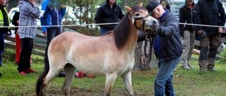 Fröken Hed korad vid premieringen