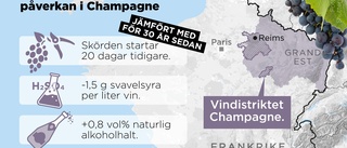 Så ska champagnen flöda i en varmare värld