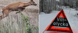 Två bilar krockade med samma rådjur