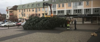 Årets kommunala julgrgra reses på torget i dag