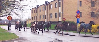 Här rymmer hästarna från stallet