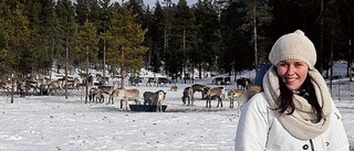 Mariannelundsviljan finns i Gällivare