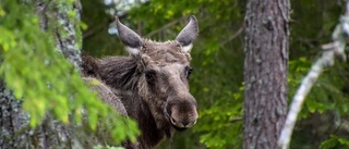 Orädd älg vann i maj