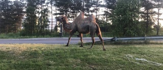 Kameler på rymmen i Linköping