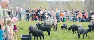 Folkfest när lammen släpptes lösa