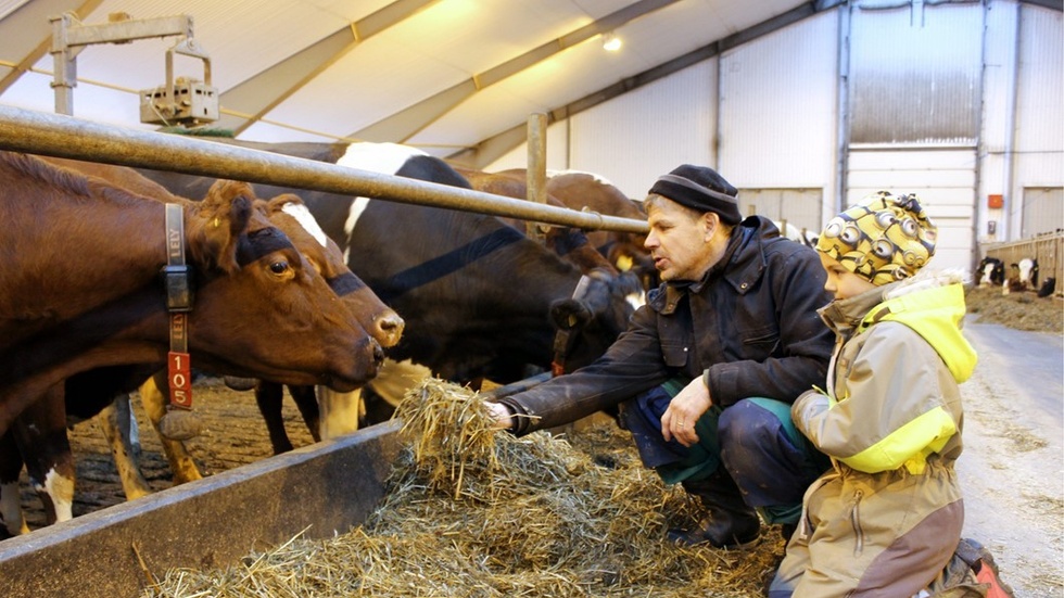 Per Svensson, här med dottern Ida, tittar lite extra på korna under morgon- och kvällsbestyren i ladugården. Det är transpondern på kons halsband som känner av rörelser och idisslande, och därmed även hur kon mår. Foto: Lena Dahlberg