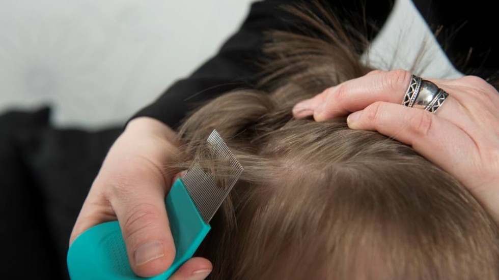 Löss. Kamma och åter kamma är det som gäller de kommande veckorna för att förhindra en lusepidemi.