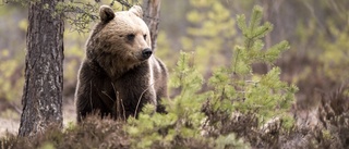 Just nu pågår en rekordstor björnjakt i Sverige