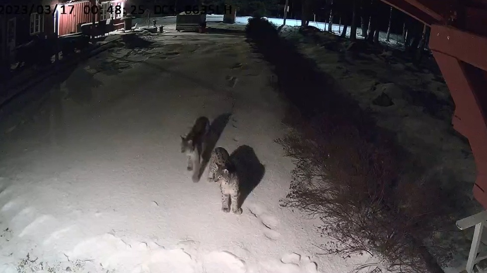 Två lodjursungar tittar sig nyfiket runt vid fritidshuset i Hållnäs.