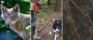 Skyddsjakt på ännu en varg efter flera fårattacker