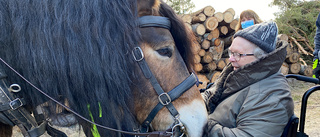 Hästkrafter gör det bästa jobbet i känslig skog