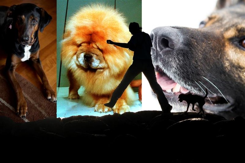 Kolla dina kunskaper om människans bästa vän – hunden. 