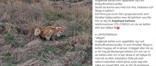 Katten kan ha vandrat i flera år – nu ska de försöka fånga den: "Behöver hjälp"