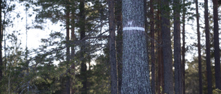 "Låt skogen vara kvar på Grisberget"