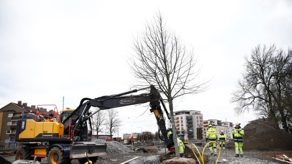 Här planteras den första av 190 nya lindar på Östra Promenaden. Arbetet planeras vara färdigt till sommaren 2023.