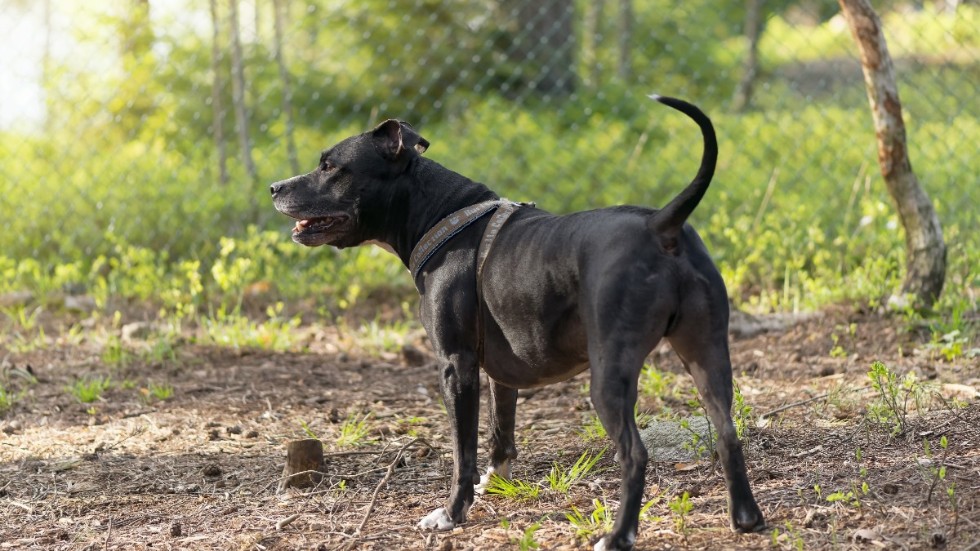 En Amstaff i Kinda tog sig ut via en låst dörr och attackerade en annan hund och dennes matte. Hunden på bilden har inget med artikeln att göra.