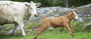 Kossor på grönbete vid Labro ängar