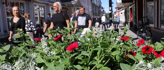 400-årsjubileum tema för årets sommarblommor – rött och vitt dominerar: "Vi har tänkt traditionellt"