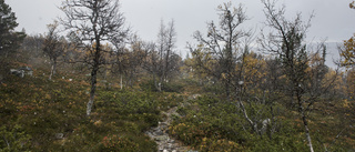 Massor av skräptält lämnade på fjället