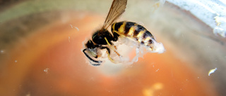 Man släppte ut insekter på kafé