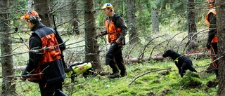 Viltolyckor ökar i höstmörkret