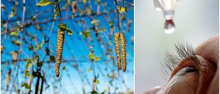 Expertens lugnande besked: "Bör bli mindre björkpollen i år" 