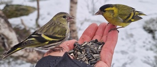 Möten med fåglarna en flickdröm som gick i uppfyllelse