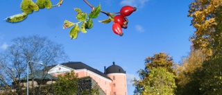 Nytt bidrag för grönare stadsmiljö