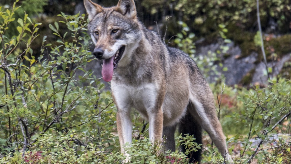 Försvinner vargen kollapsar den biologiska mångfalden, skriver insändarskribenten.