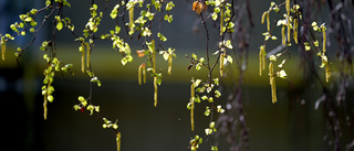 Varning för höga halter av björkpollen