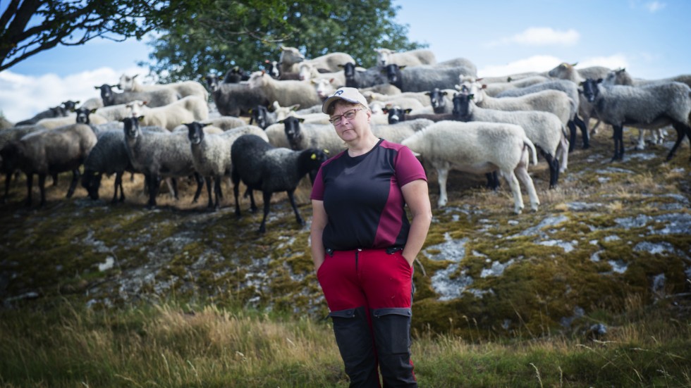 "Det går åt fel håll. När det inte kommer att finnas några får längre då kommer det att bli hästar och nötkreatur som blir angripna i stället", säger fårbonden Eva Henriksson som tycker att det ska bli tillåtet att skjuta mer varg.