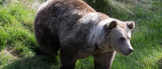 Polisstrul försenade jaktbrottsutredning