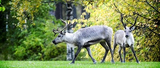 Ren påkörd i Övertorneå