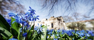 Uppsala först med att få sommar • Gardera med paraply till valborg