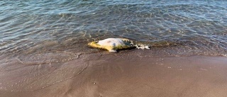 Sälkadaver på badstrand upprör