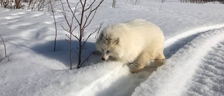 Mårdhundstiken ännu på fri fot