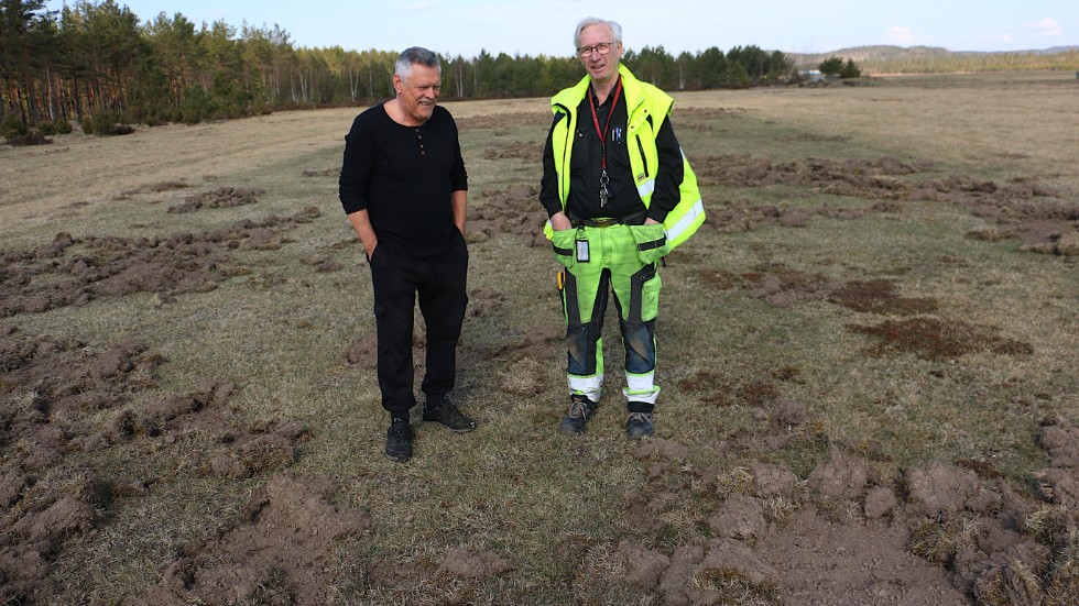 Så gott som hela modellflygfältet är förstört av vildsvinen, konstaterar Ivar Klavins och Evert Oscarsson. På bara några dagar har djuren bökat upp fältet.