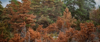 Torkan dödade skog "Inte en enda planta vid liv"