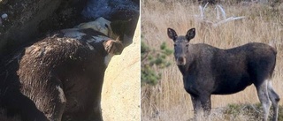 "Död ko" på Gotland kan vara älg