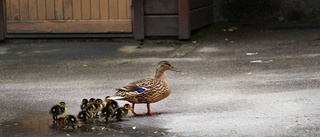 Andfamilj på vift