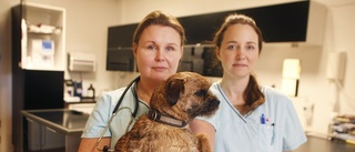 Veterinärer ryter ifrån mot smitningar