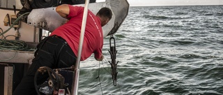 Levande hav och kustfiske i Östersjön