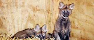 Nykomlingarnas tid i Parken Zoo