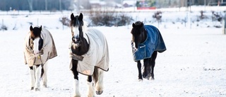 Solig vinter mysigare än stekhet sommar