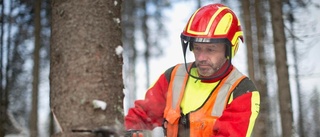 Skogsavverkningen minskar i Sörmland