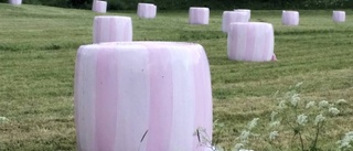 Därför är balarna med ensilage rosa