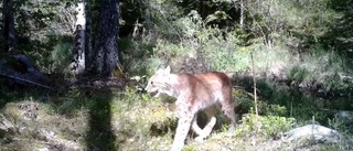 Här strövar de fascinerande djuren förbi Kjells kamera