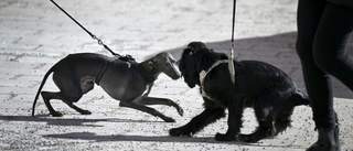 Misstänkt hundattack i Strängnäs – polisen ber om tips