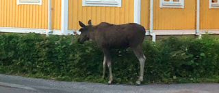 Här vandrar älgen omkring – mitt i stan